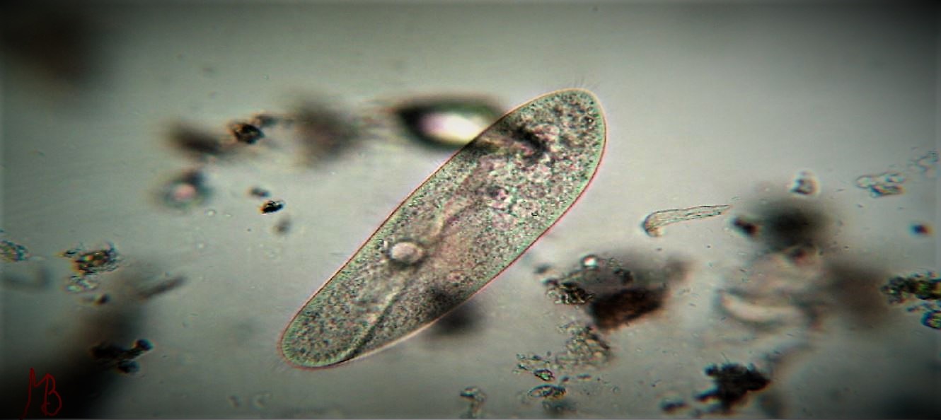 paramecio sp.extra large